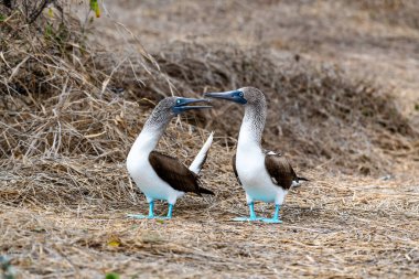 Mavi ayaklı Booby (sula nebouxii) Ekvador 'daki Isla de la Plata' da