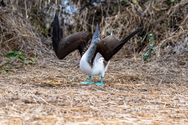 Mavi ayaklı Booby (sula nebouxii) Ekvador 'daki Isla de la Plata' da