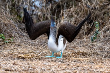 Mavi ayaklı Booby (sula nebouxii) Ekvador 'daki Isla de la Plata' da
