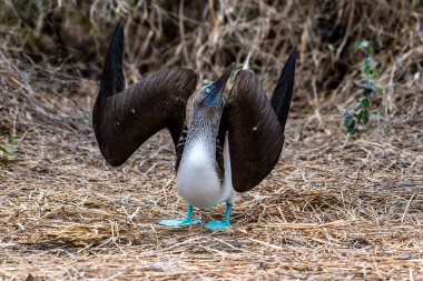Mavi ayaklı Booby (sula nebouxii) Ekvador 'daki Isla de la Plata' da