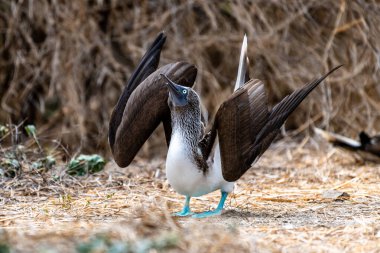 Mavi ayaklı Booby (sula nebouxii) Ekvador 'daki Isla de la Plata' da