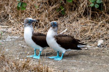 Mavi ayaklı Booby (sula nebouxii) Ekvador 'daki Isla de la Plata' da