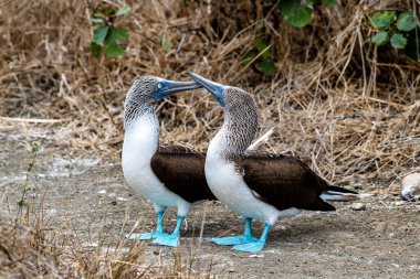 Mavi ayaklı Booby (sula nebouxii) Ekvador 'daki Isla de la Plata' da