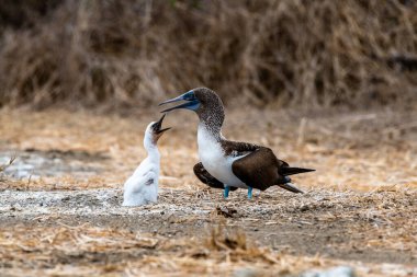 Mavi ayaklı Booby (sula nebouxii) Ekvador 'daki Isla de la Plata' da