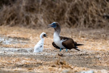 Mavi ayaklı Booby (sula nebouxii) Ekvador 'daki Isla de la Plata' da