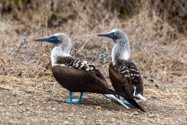 Mavi ayaklı Booby (sula nebouxii) Ekvador 'daki Isla de la Plata' da