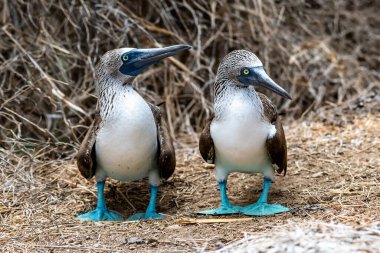 Mavi ayaklı Booby (sula nebouxii) Ekvador 'daki Isla de la Plata' da