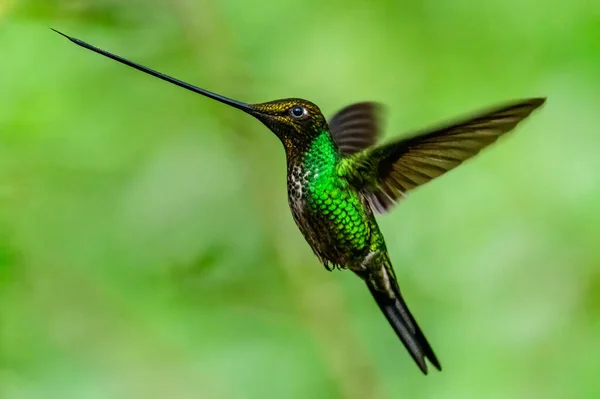 Colibrí Azul Violeta Sabrewing Volando Junto Hermosa Flor Roja Pájaro —  Fotos de Stock