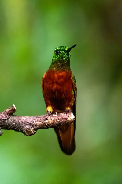 Blauwe Kolibrie Violet Sabrewing Vliegt Naast Mooie Rode Bloem Tinny — Stockfoto