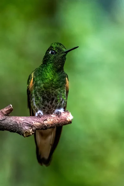 美しい赤い花の隣を飛ぶ青いハチドリバイオレットサブリュー 小さな鳥がジャングルを飛ぶ 熱帯コスタリカの野生動物 森の中から2羽の鳥が蜜を吸っている 鳥の行動 — ストック写真