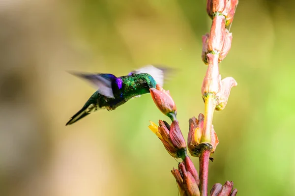 Mavi Sinekkuşu Violet Sabrewing Güzel Kırmızı Çiçeğin Yanında Uçuyor Teneke — Stok fotoğraf