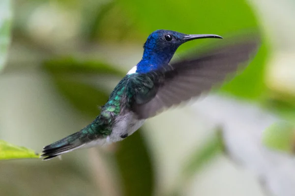 美しい赤い花の隣を飛ぶ青いハチドリバイオレットサブリュー 小さな鳥がジャングルを飛ぶ 熱帯コスタリカの野生動物 森の中から2羽の鳥が蜜を吸っている 鳥の行動 — ストック写真