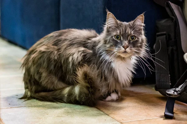 Cerrado Doméstico Adorable Negro Gris Maine Coon Gatito Joven Tranquilo —  Fotos de Stock