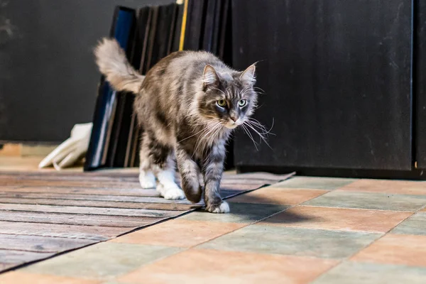 Cerrado Doméstico Adorable Negro Gris Maine Coon Gatito Joven Tranquilo —  Fotos de Stock