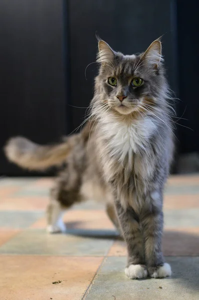 Chiuso Casa Adorabile Nero Grigio Maine Coon Gattino Giovane Gatto — Foto Stock