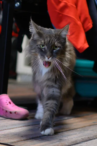 Fechado Doméstico Adorável Preto Cinza Maine Coon Gatinho Jovem Gato — Fotografia de Stock