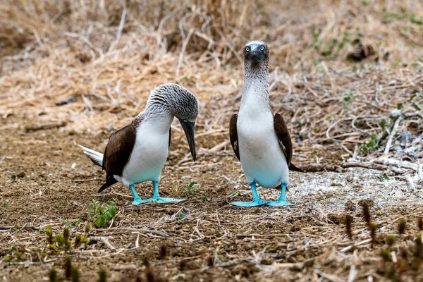 Blauwvoetbooby Sula Nebouxii Isla Plata Ecuador — Stockfoto