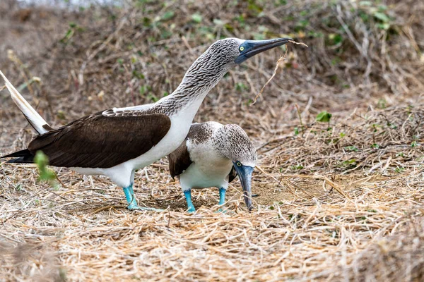 Mavi ayaklı Booby (sula nebouxii) Ekvador 'daki Isla de la Plata' da