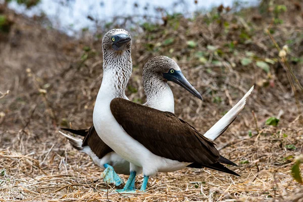 Mavi ayaklı Booby (sula nebouxii) Ekvador 'daki Isla de la Plata' da