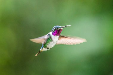 Sinekkuşu (Trochilidae) Uçan Mücevherler Ekvator costa rica panama