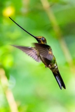 Sinekkuşu (Trochilidae) Uçan Mücevherler Ekvator costa rica panama