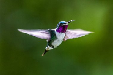 Sinekkuşu (Trochilidae) Uçan Mücevherler Ekvator costa rica panama