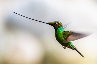 Sinekkuşu (Trochilidae) Uçan Mücevherler Ekvator costa rica panama