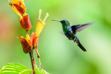 Sinekkuşu (Trochilidae) Uçan Mücevherler Ekvator costa rica panama