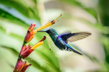 Sinekkuşu (Trochilidae) Uçan Mücevherler Ekvator costa rica panama