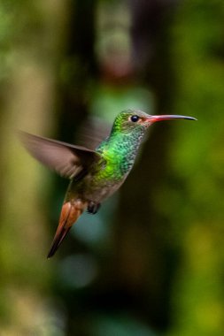 Sinekkuşu (Trochilidae) Uçan Mücevherler Ekvator costa rica panama