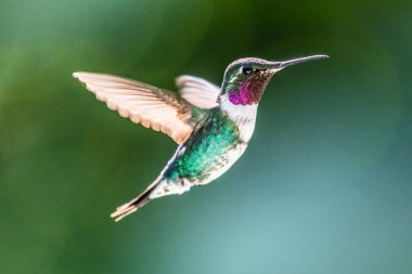 Sinekkuşu (Trochilidae) Uçan Mücevherler Ekvator costa rica panama