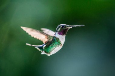 Sinekkuşu (Trochilidae) Uçan Mücevherler Ekvator costa rica panama