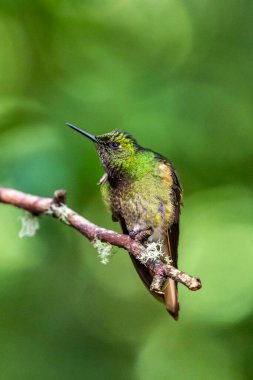 Sinekkuşu (Trochilidae) Uçan Mücevherler Ekvator costa rica panama