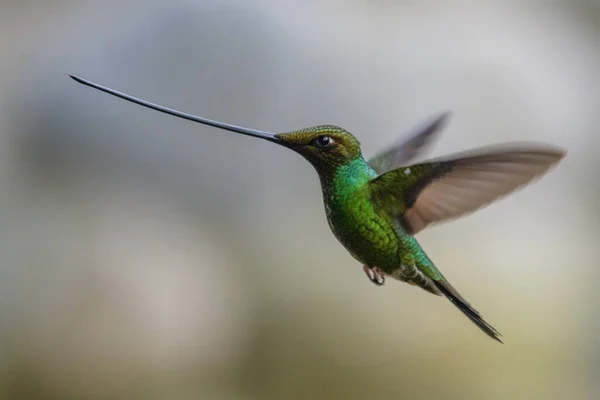 Koliber Trochilidae Klejnoty Latające Ecuador Costa Rica Panama — Zdjęcie stockowe