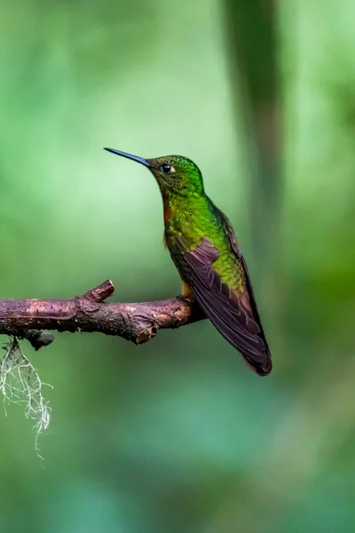 Kolibri Trochilidae Repülő Drágakövek Ecuador Costa Rica Panama — Stock Fotó