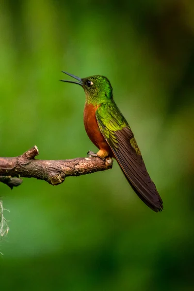 Κολιμπρί Trochilidae Πετώντας Πολύτιμοι Λίθοι Ecuador Costa Rica Panama — Φωτογραφία Αρχείου