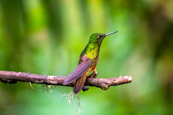 Beija Flor Trochilidae Gemas Voadoras Equador Costa Rica Panamá — Fotografia de Stock