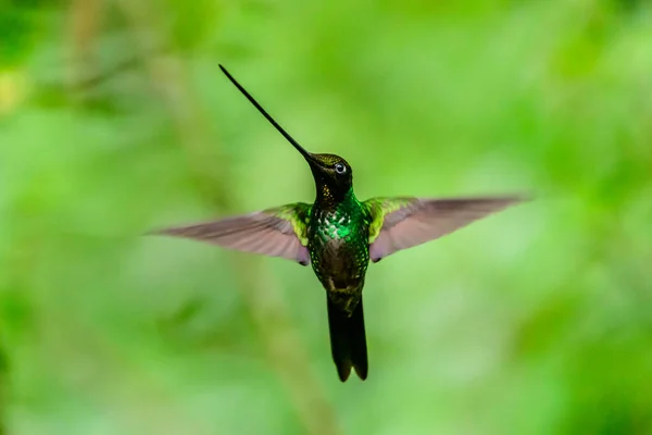 Колібрі Trochilidae Летючі Самоцвіти Ecuador Costa Rica Panama — стокове фото