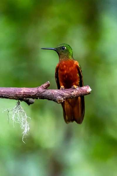 Kolibri Trochilidae Repülő Drágakövek Ecuador Costa Rica Panama — Stock Fotó