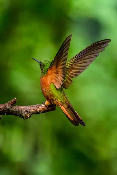 Κολιμπρί Trochilidae Πετώντας Πολύτιμοι Λίθοι Ecuador Costa Rica Panama — Φωτογραφία Αρχείου