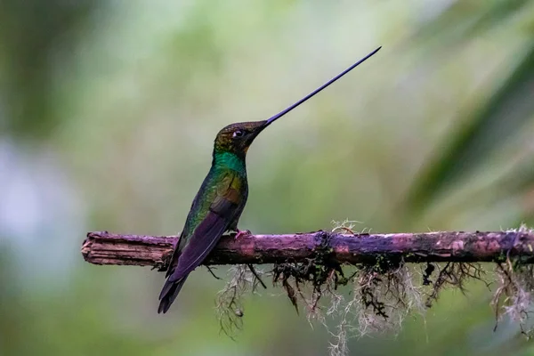 Kolibri Trochilidae Fliegende Edelsteine Ecuador Costa Rica Panama — Stockfoto