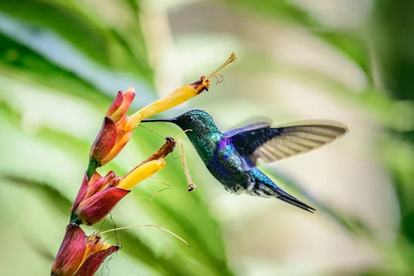 Beija Flor Trochilidae Gemas Voadoras Equador Costa Rica Panamá — Fotografia de Stock