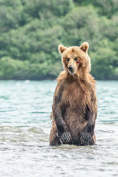 Härska Över Landskapet Bruna Björnar Kamchatka Ursus Arctos Beringianus — Stockfoto