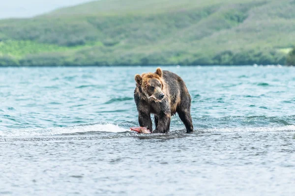 堪察加半岛的棕熊 Ursus Arctos Berπanus 统治着整个风景 — 图库照片