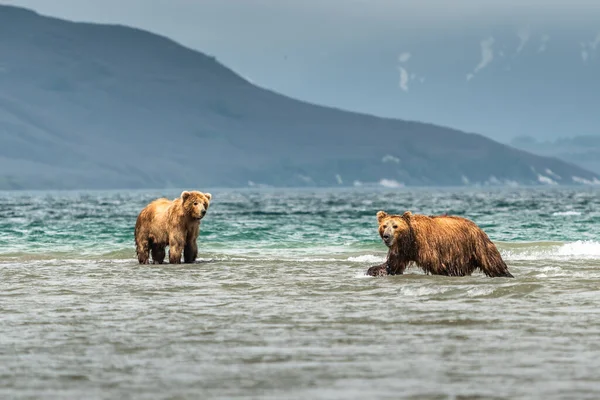 堪察加半岛的棕熊 Ursus Arctos Berπanus 统治着整个风景 — 图库照片