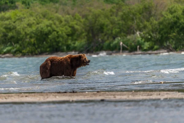 堪察加半岛的棕熊 Ursus Arctos Berπanus 统治着整个风景 — 图库照片