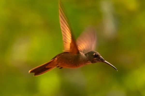 Kolibřík Trochilidae Létající Drahokamy Ecuador Costa Rica Panama — Stock fotografie