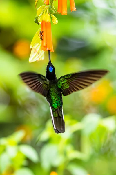 Kolibri Trochilidae Lentävät Jalokivet Ecuador Costa Rica Panama — kuvapankkivalokuva