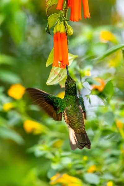Beija Flor Trochilidae Gemas Voadoras Equador Costa Rica Panamá — Fotografia de Stock