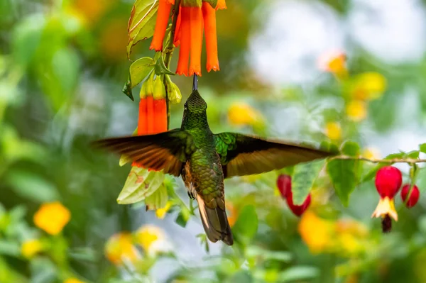 Koliber Trochilidae Klejnoty Latające Ecuador Costa Rica Panama — Zdjęcie stockowe